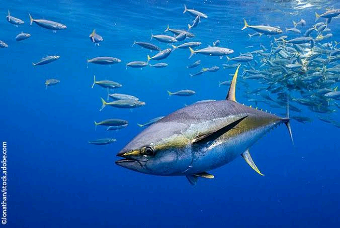 International Commission for the Conservation of Atlantic Tunas Image