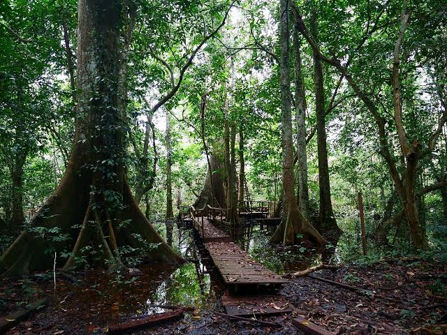 Okomu National Park Image