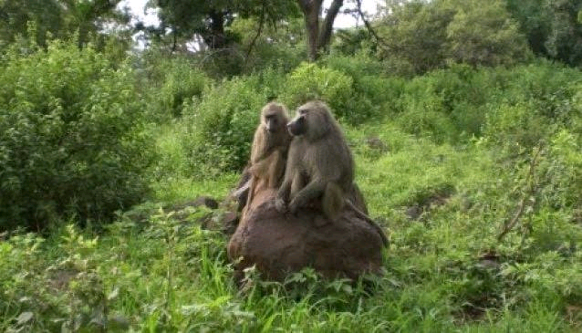 Old Oyo National Park Image