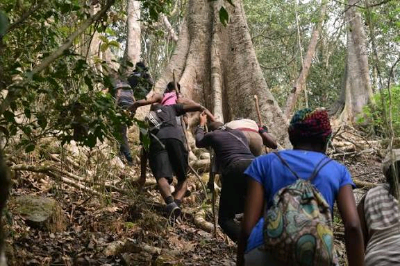 Omo Forest Reserve Image