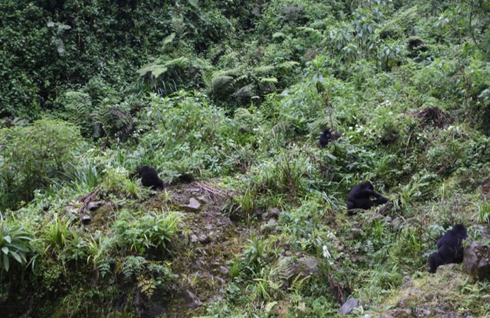 Agreement on the Conservation of Gorillas and Their Habitats Image