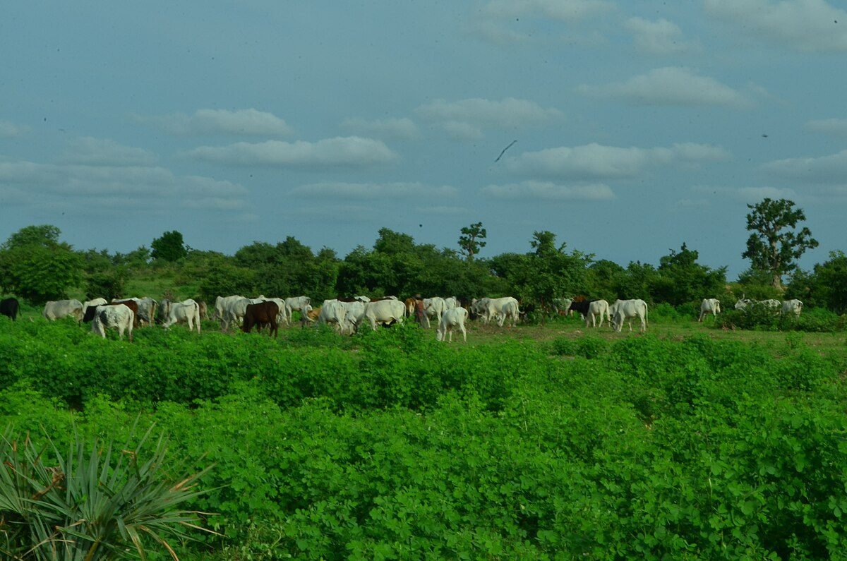 Gujuba, Nigeria Image